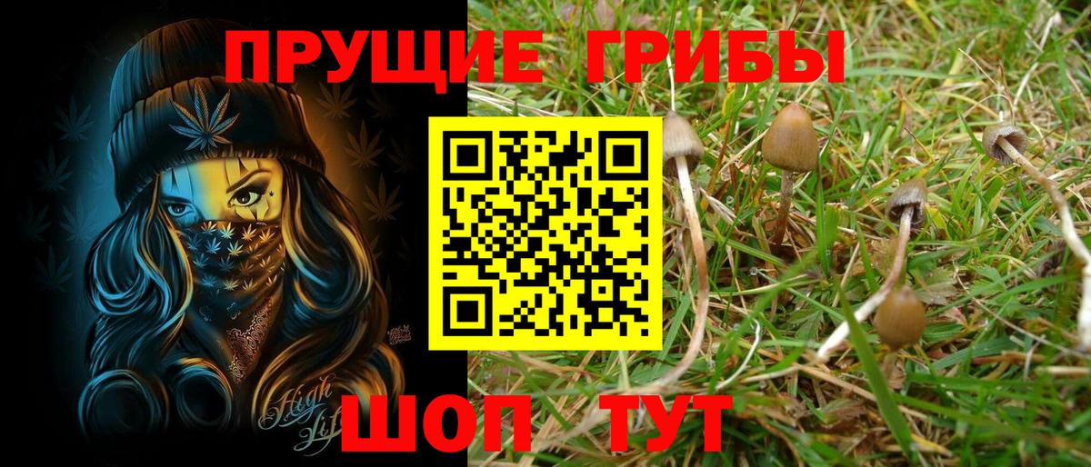 Губкин  Псилоцибиновые грибы Psilocybe  купить наркотик  Вход с VPN 